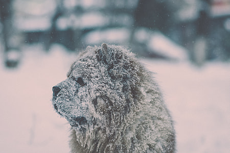 chow chow covered with snow thumbnail