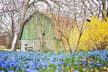 purple flower field beside green and brown house thumbnail