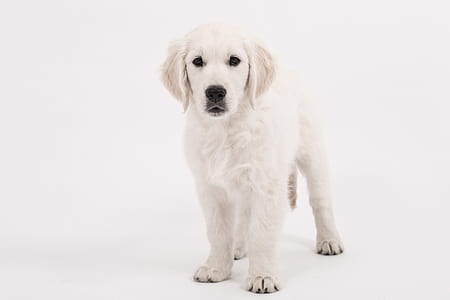 light cream golden retriever puppy thumbnail