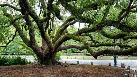 brown tree near curved road thumbnail