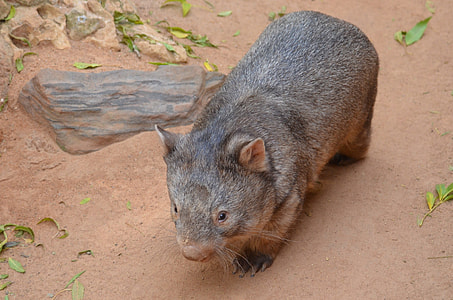 gray coated animal crawling on brown soil thumbnail