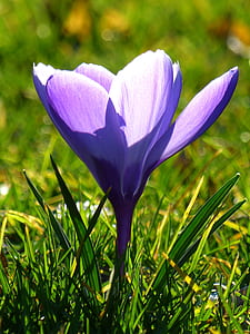 close up photography of purple crocus thumbnail