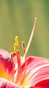 Red daylily flower parts macro during summer time in Rutgers Garden NJ USA. thumbnail