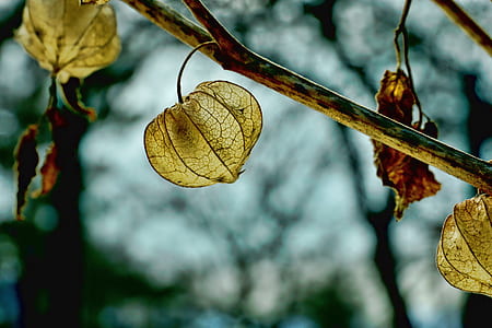 selective focus photography of plant's leaves thumbnail