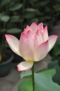 closeup photo of pink and white petaled flower thumbnail