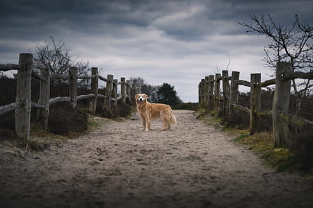 adult light golden retriever standing in between wooden railings during daytime thumbnail