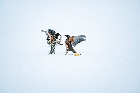 photo of two birds facing each other on snowfield thumbnail