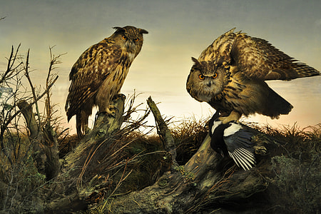 two brown owls on a cut tree trunks during sunset thumbnail