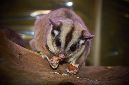 gray sugar glider perched on tree thumbnail