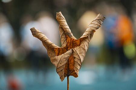 Close-up Photography Of Dried Leaf thumbnail