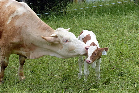 cow kissing calf thumbnail