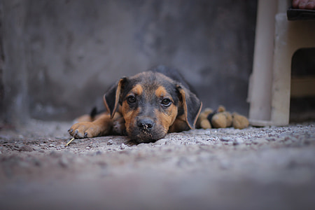 selective focus photography of short-coated black and tan puppy prone lying on ground thumbnail