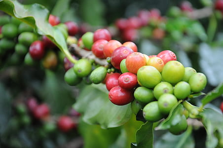 green and purple round fruits thumbnail