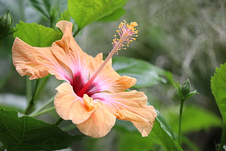 closeup photography of yellow hibiscus flower thumbnail