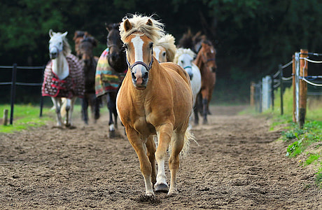 selective focus photo of brown horse running thumbnail