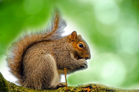 shallow focus of brown and black squirrel during daytime thumbnail