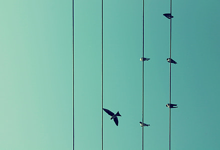 birds on electric wires thumbnail
