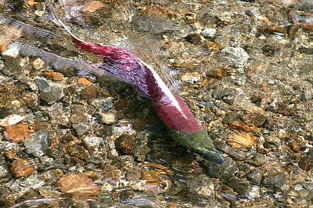 Red Salmon in the water thumbnail