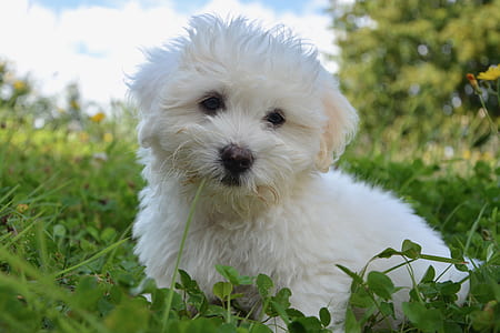 white Maltese puppy sits on grass field at daytime thumbnail