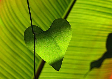 green leaf thumbnail