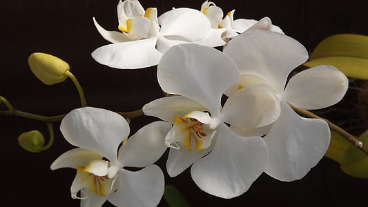 White and Yellow Orchid Flowers thumbnail