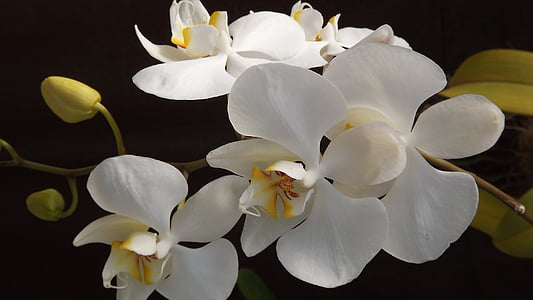 white moth orchids in closeup photography thumbnail
