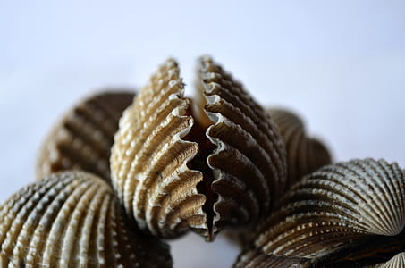five brown shells on white surface thumbnail