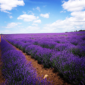 lavender meadow thumbnail
