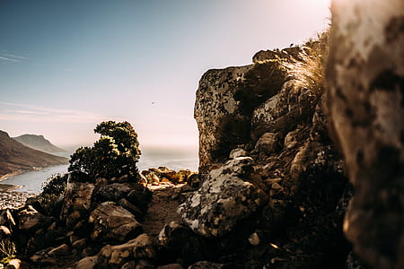 rocks near and trees near seashoe thumbnail
