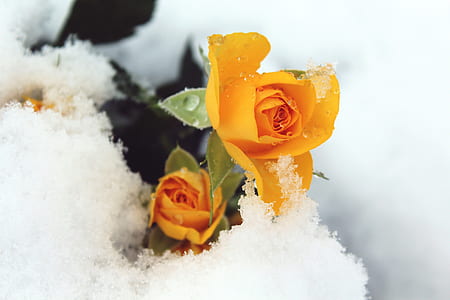 two yellow flowers thumbnail