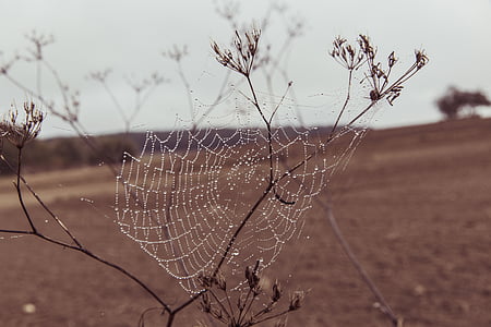 spiderweb on plant outdoors thumbnail
