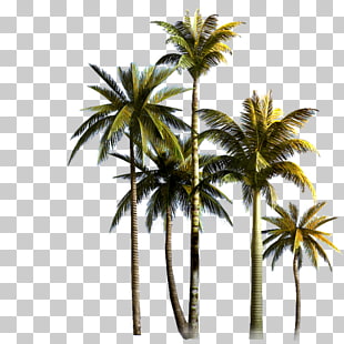 Coconut Tree Asian palmyra palm Euclidean , Coconut Grove, coconut tree PNG clipart