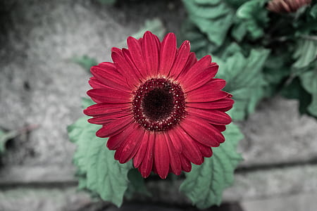 red gerbera thumbnail