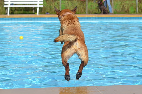long-coated tan dog jump in pool thumbnail