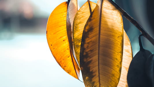close up shot of brown leaves thumbnail