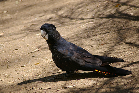 black parrot thumbnail