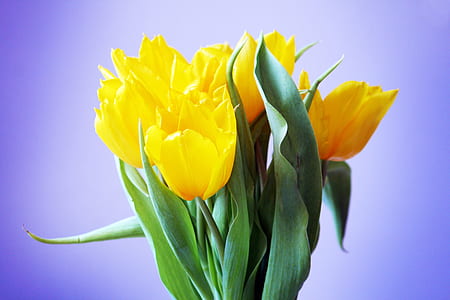 yellow flowers illustration thumbnail