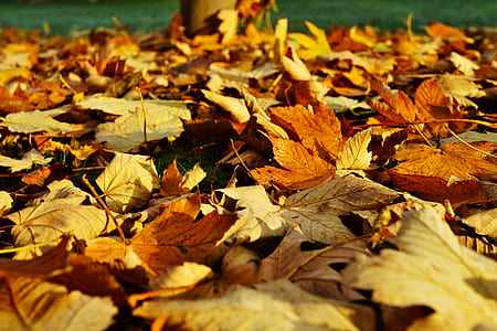 dry, leaves, ground, autumn thumbnail