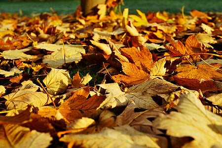 closeup photography of brown dried maple leaf thumbnail