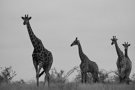 grayscale photo of four giraffe walking on grass at daytime thumbnail