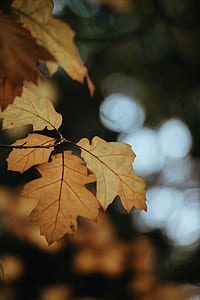 selective focus photography of maple leaf thumbnail