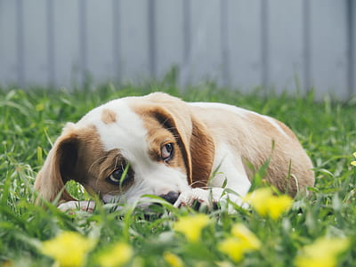 short-coated white and tan puppy lying on grass field during daytime thumbnail