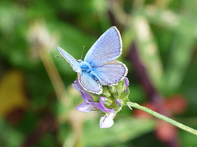 Butterfly, Blue Butterfly thumbnail