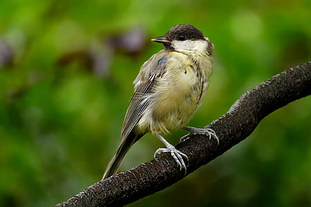 selective focus of yellow and black bird on black tree branch thumbnail