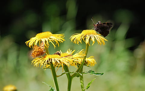 Brown Moth Perched on Yellow Flower at Daytime thumbnail