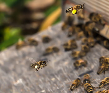 selective focus photography of bees thumbnail