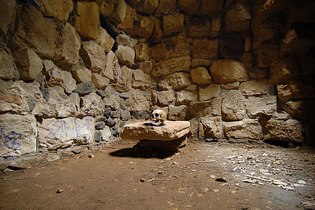 skull on brown stone thumbnail
