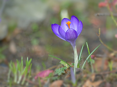 selective focus photo of purple crocus flower thumbnail