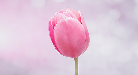 pink tulip close-up photograph thumbnail