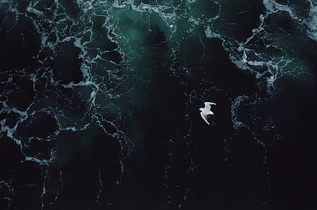 white bird soaring over body of water thumbnail